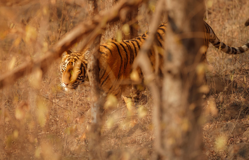 The Six Best Safaris in India