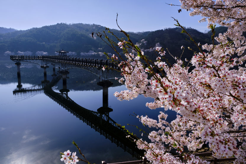 Cherry Blossom in South Korea