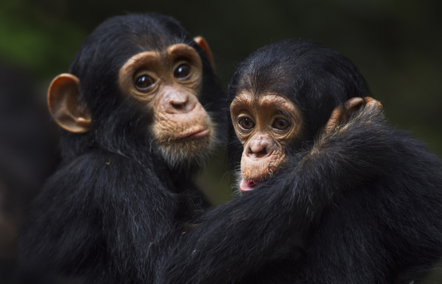 Where to See Chimpanzees in the Wild