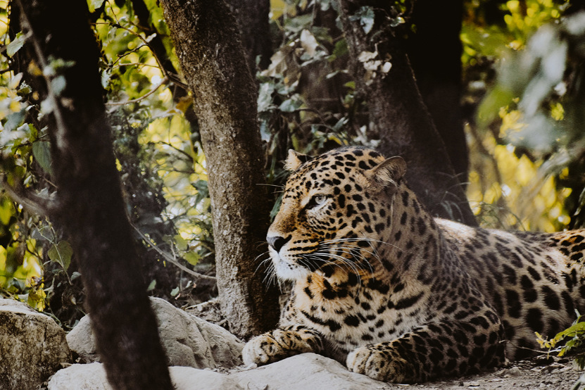 Best Places to See Jaguars