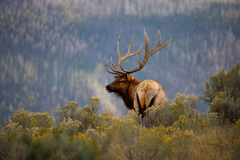 Travels with my Father: a Reminiscent Road Trip through Yellowstone