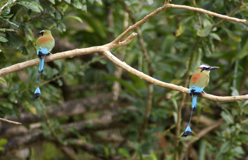 How to Support Wildlife Conservation