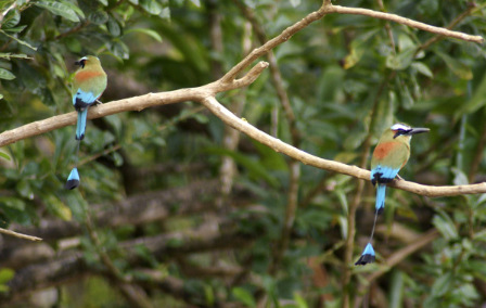 How to Support Wildlife Conservation