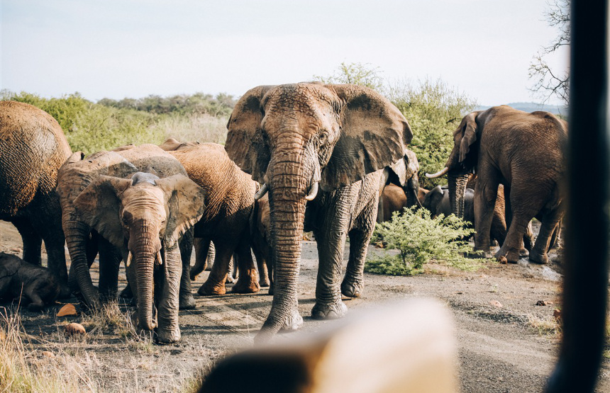 Top Seven Elephant Facts
