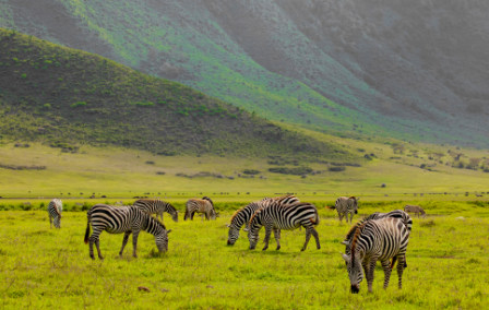 Best Safaris in Tanzania