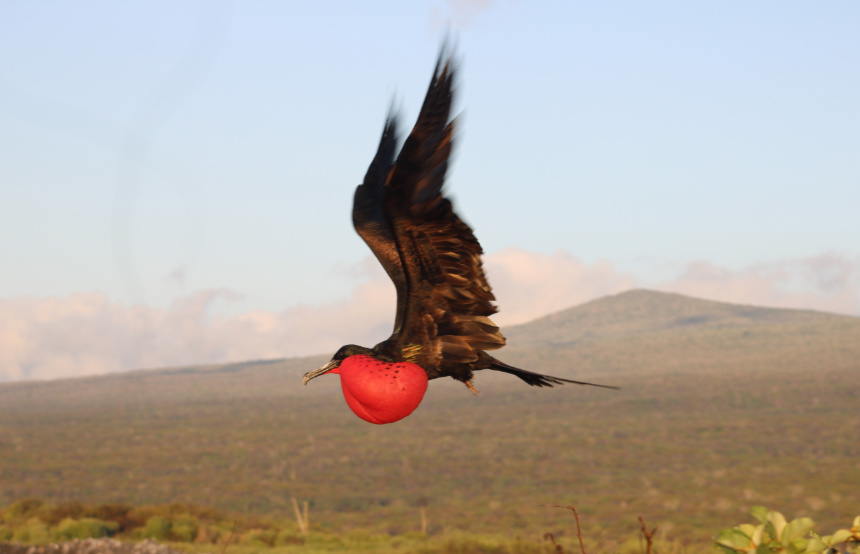 Just Back: Henrietta’s Research Trip to Ecuador and the Galapagos