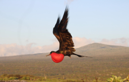 Just Back: Henrietta’s Research Trip to Ecuador and the Galapagos
