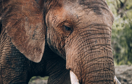 Just Back: Jamie's Visit to the Reteti Elephant Sanctuary