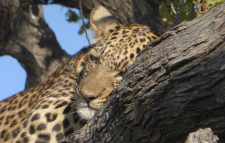 Four Best Safaris in Botswana