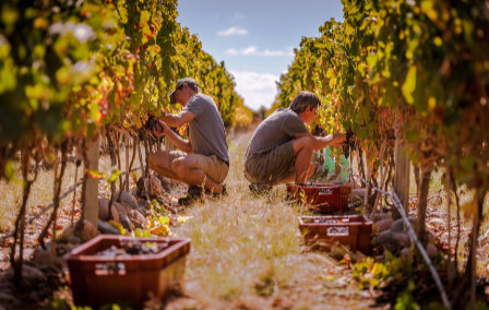 Our Guide to Wine in Argentina