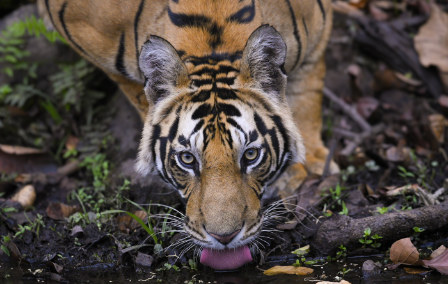 Best Time to See Tigers in India