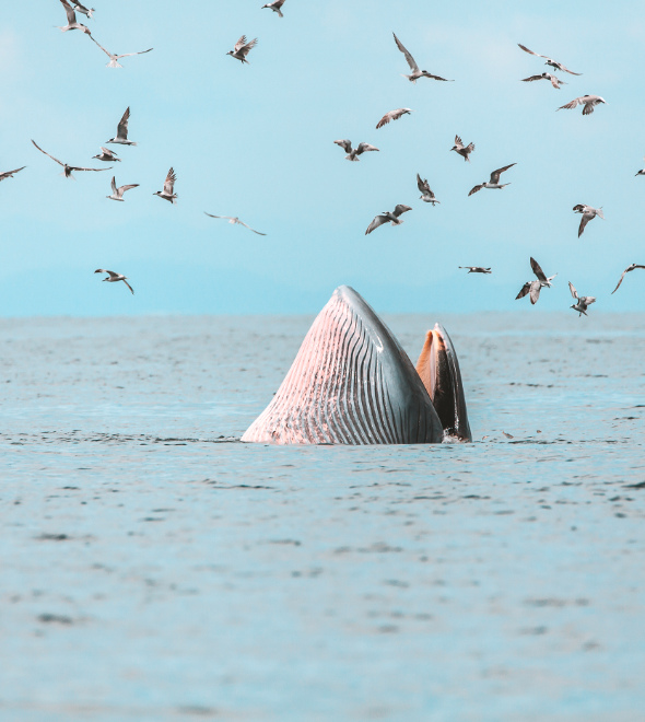 Our Ten Best Places for Whale Watching