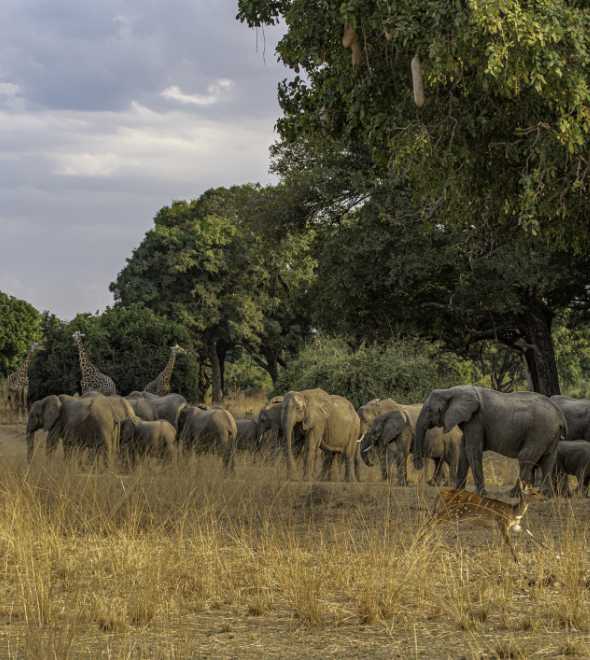 Safari Camps in The South Luangwa
