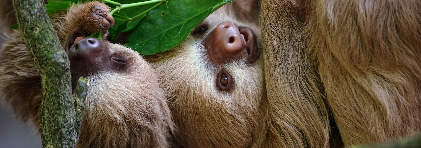 Best Places to See Sloths
