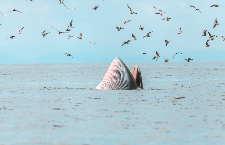 Our Ten Best Places for Whale Watching
