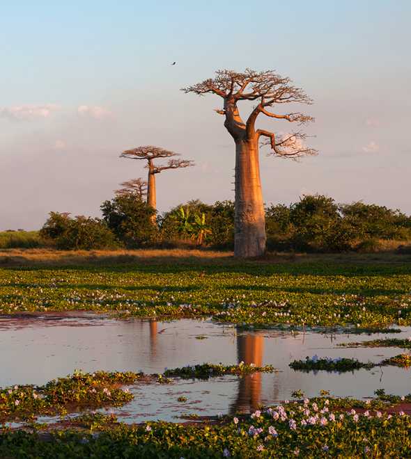 The baobab trees of Madagascar