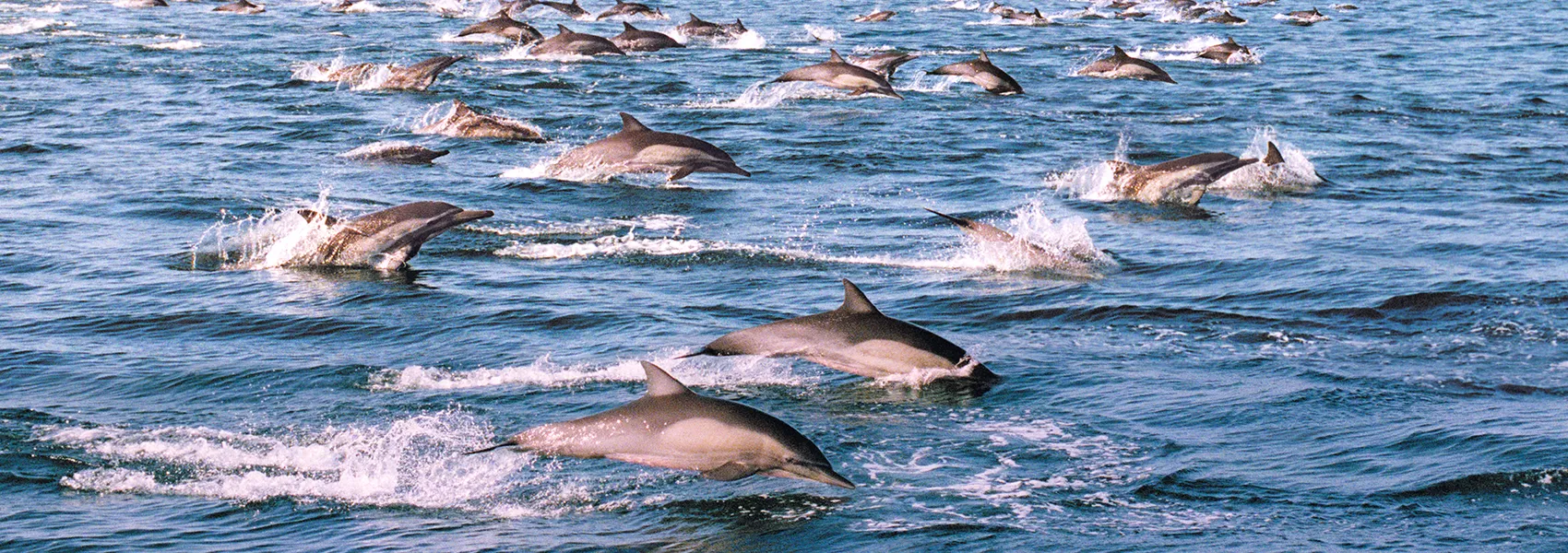 The Best Places to See Dolphins