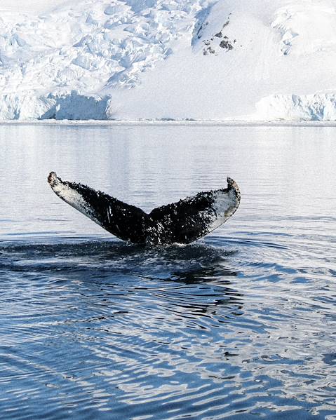 One Country Argentina – Chile – Antarctica – Buenos Aires – El Calafate – Torres del Paine National Park – Antarctic Peninsula