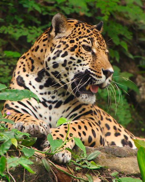 One Country São Paulo - the Pantanal - Manaus & the Amazon Basin