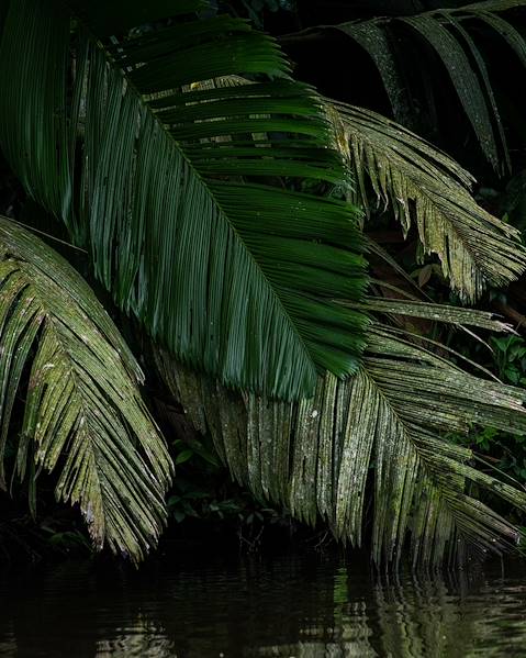 One Country Costa Rica – San Jose – Bajos del Toro – Tenorio – Monteverde – Uvita – Puerto Jimenez
