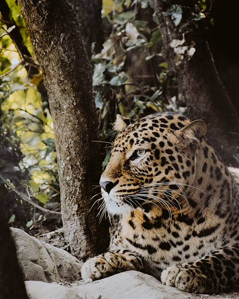 One Country India – Delhi – Bandhavgarh – Kanha – Pench – Satpura – Mumbai