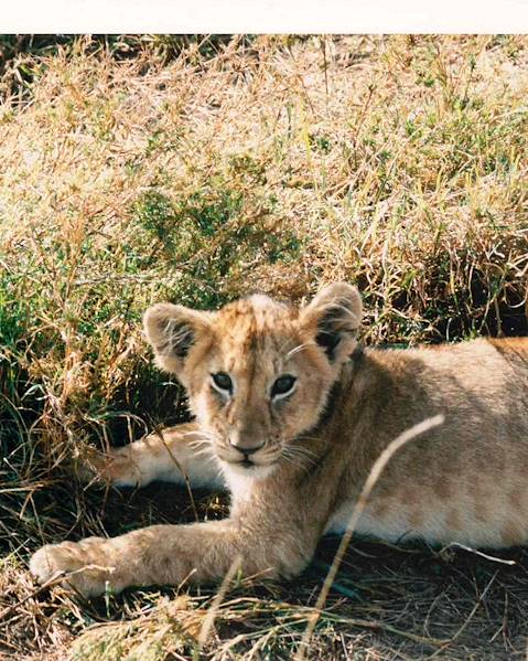 One Country Kenya – Langata –  Laikipia – The Maasai Mara – The Kenyan Coast