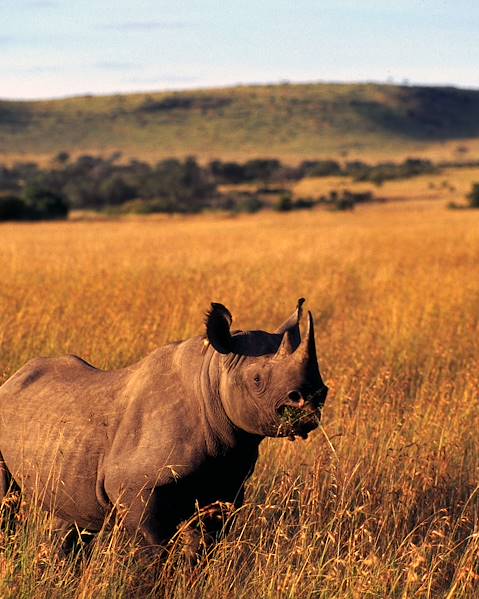 One Country Kenya – Nairobi – The Maasai Mara – Laikipia