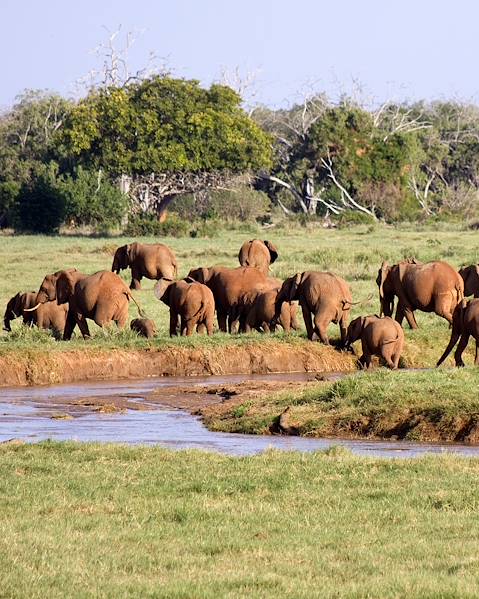 One Country Kenya - Nairobi - Amboseli - Tsavo West - Diani