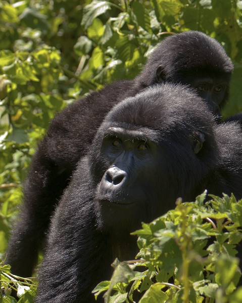 One Country Rwanda – Kenya – Virunga Mountains – Volcanoes National Park – Diani Beach