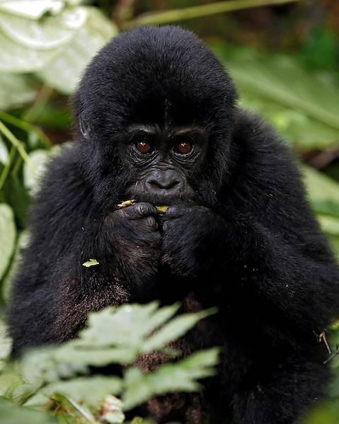 One Country Uganda – Kenya – Entebbe – Bwindi Impenetrable National Park – The Maasai Mara