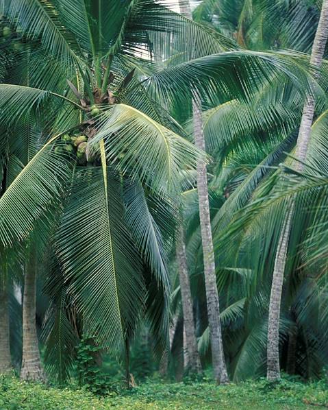 One Country Sri Lanka – Negombo – Anuradhapura – Jaffna – Sigiriya – Kandy – Haputale – Ahungalla