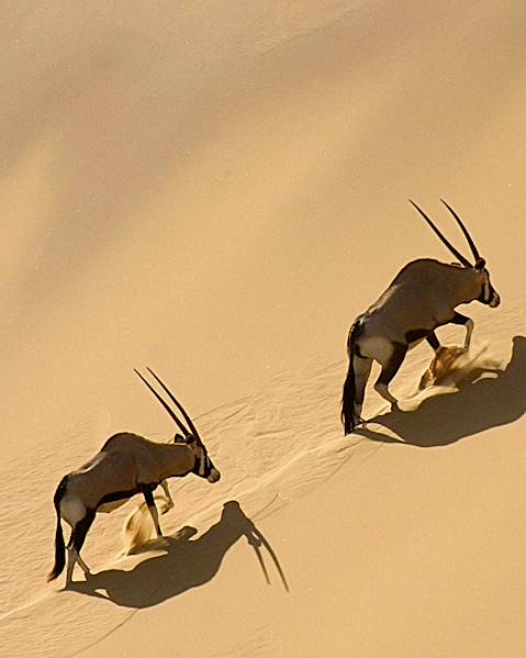 One Country Etosha & Damaraland,The Namib Desert