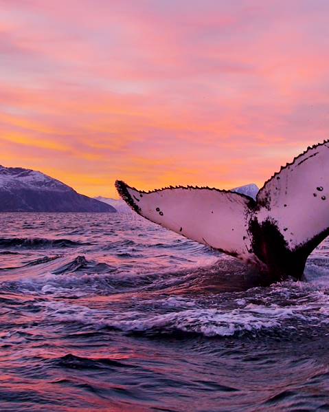 One Country Norway – Tromso – Spitsbergen