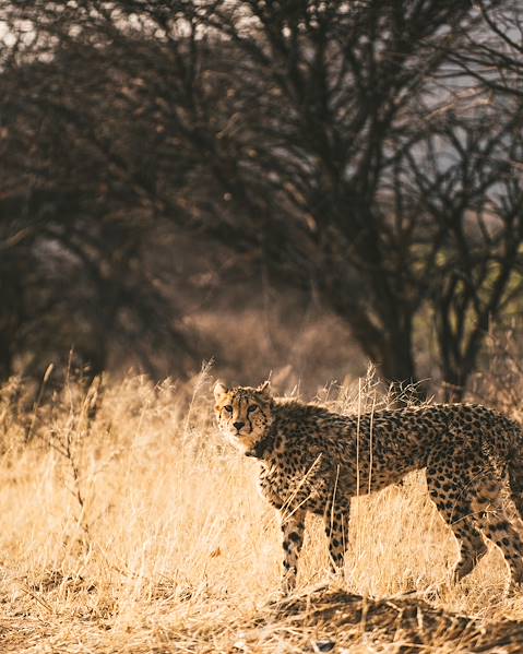 One Country Tanzania – Arusha – Tarangire National Park – Ngorongoro – Serengeti