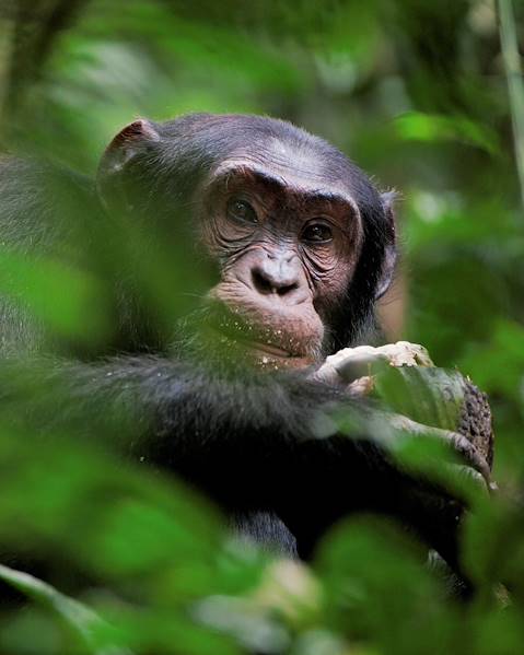 One Country Murchison Falls,Queen Elizabeth National Park,Kibale National Park & Semliki Wildlife Reserve,Bwindi Impenetrable Forest