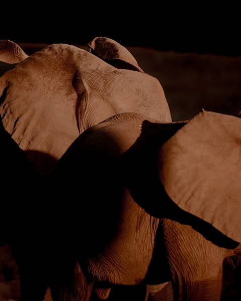 One Country Zambia – South Luangwa National Park – Kafue National Park – Lower Zambezi National Park – Victoria Falls
